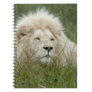Cuaderno Sudáfrica, East London, Inkwenkwezi Private