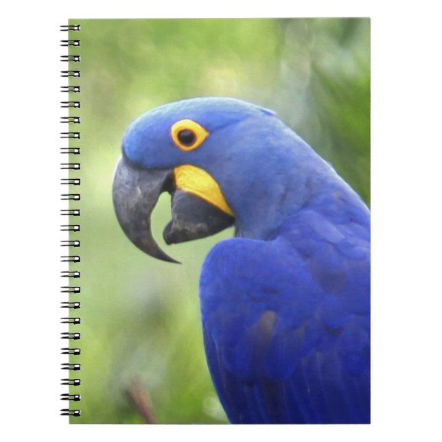 Cuaderno Sudamérica, Brasil, Pantanal (Frente)