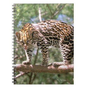 Cuaderno Sudamérica, Ecuador, Amazonia. Ocelote
