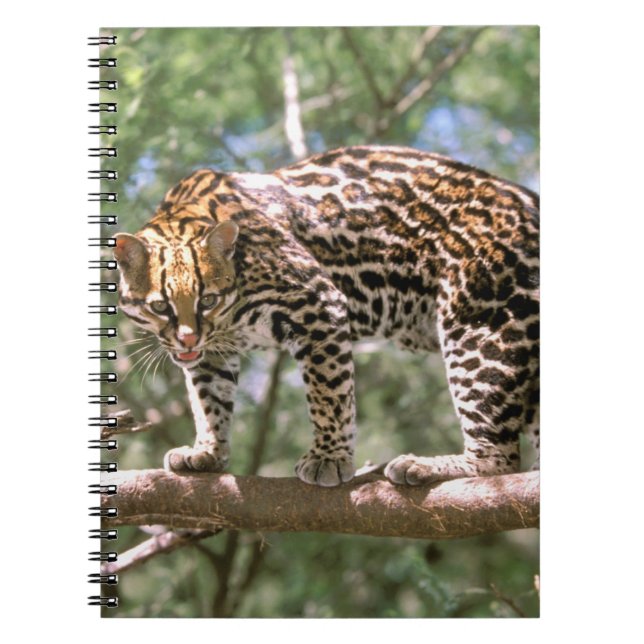 Cuaderno Sudamérica, Ecuador, Amazonia. Ocelote (Frente)