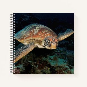 Cuaderno Sulawesi Tortuga Verde del Mar