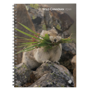 Cuaderno Summer - American Pica