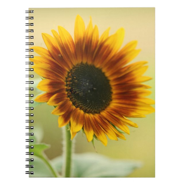 Cuaderno Sunflower Garden (Frente)