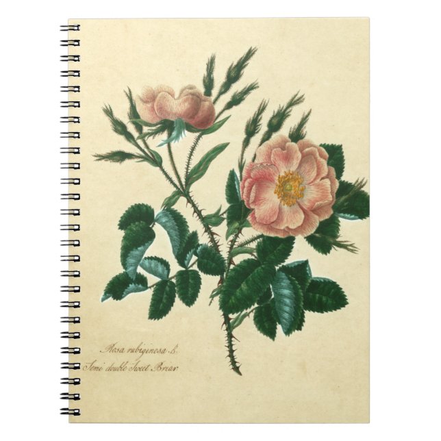 Cuaderno Sweet Briar Rosa (Frente)
