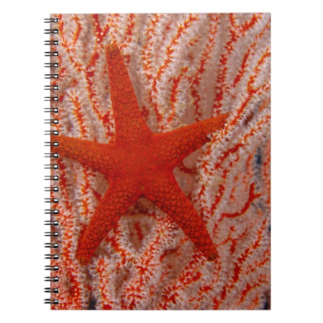 Cuaderno Tailandia, Estrella de Mar (Frente)