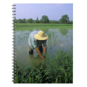 Cuaderno Tailandia, Sukhothai. Granjero de arroz. SR.