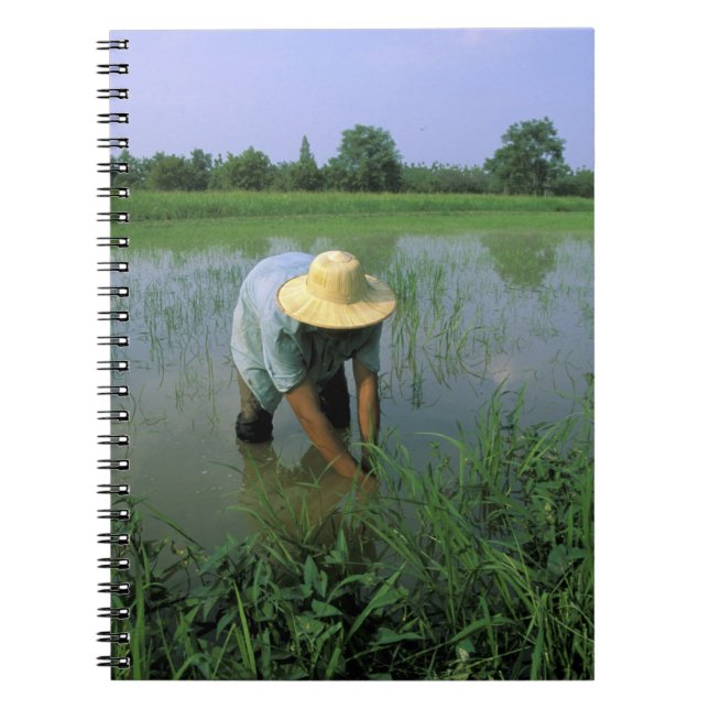 Cuaderno Tailandia, Sukhothai. Granjero de arroz. SR. (Frente)