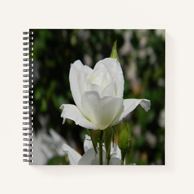 Cuaderno Tan puro... (Anverso)