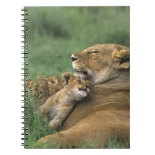 Cuaderno Tanzania, cráter de Ngorongoro. Madre de león afri