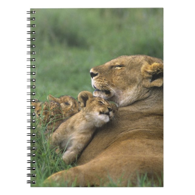 Cuaderno Tanzania, Cráter del Ngorongoro. Madre de un león  (Frente)