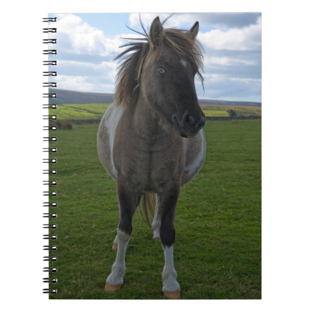 Cuaderno Tarjetas de juego de Dartmoor Pony con ojos azules (Frente)