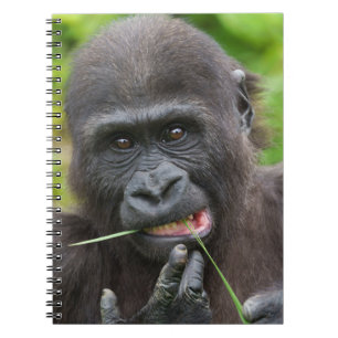 Cuaderno Tentabilidad del gorila del bebé