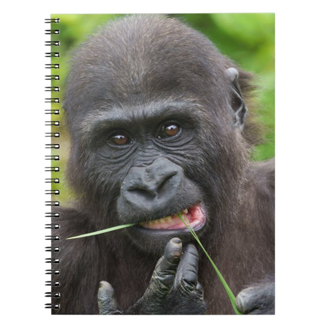 Cuaderno Tentabilidad del gorila del bebé (Frente)