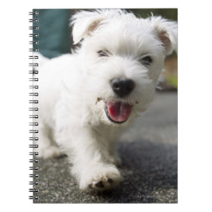 Cuaderno Terrier del oeste femenino viejo de diez semanas