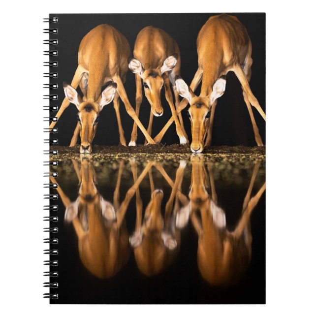 Cuaderno Three Impala Drink Together at Night (Frente)