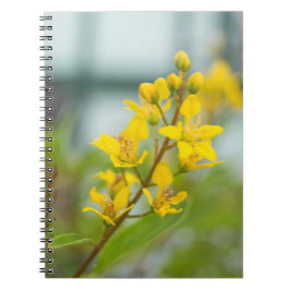 Cuaderno Thryallis dorados