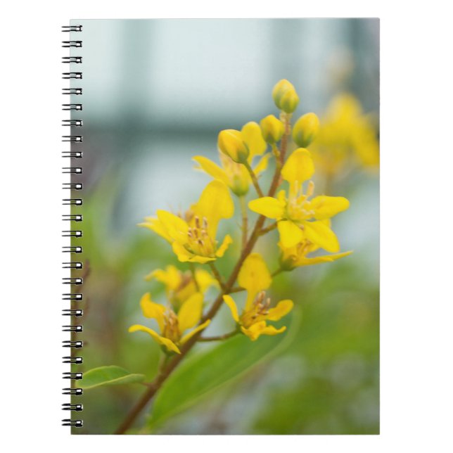 Cuaderno Thryallis dorados (Frente)