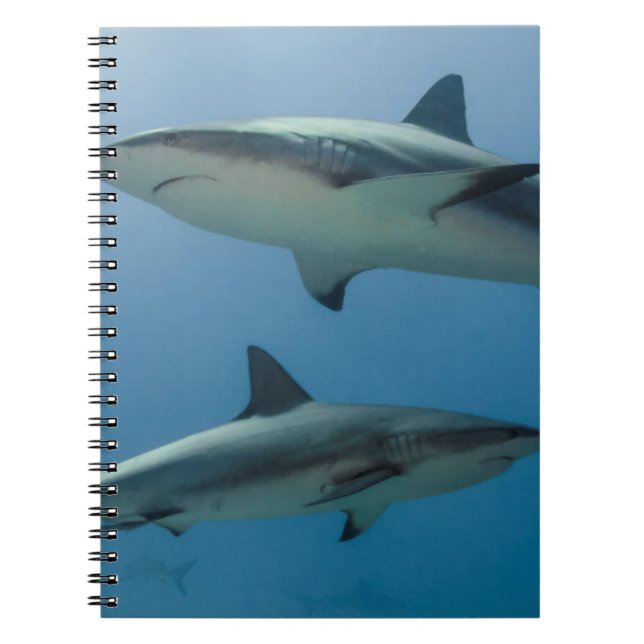 Cuaderno Tiburón arrecife caribeño (Frente)