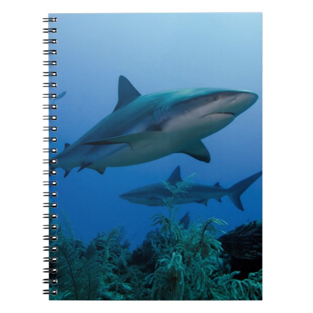 Cuaderno Tiburón arrecife caribeño Jardines de la Reina (Frente)