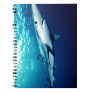 Cuaderno Tiburón Azul