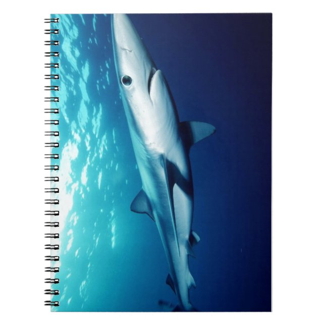 Cuaderno Tiburón azul (Frente)