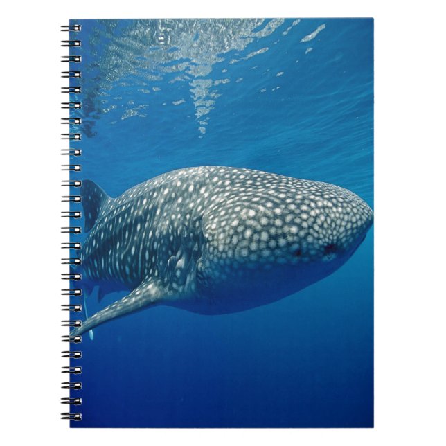 Cuaderno Tiburón ballena (Frente)