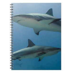 Cuaderno Tiburón de arrecife del Caribe