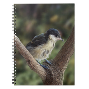 Cuaderno Tidi my Bird the Parus Major