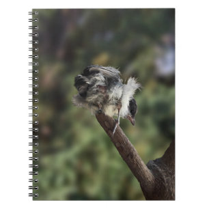 Cuaderno Tidi my Bird the Parus Major