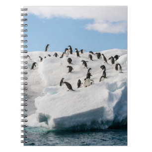Cuaderno Tiempo de reproducción de Gentoo Penguin Antártica