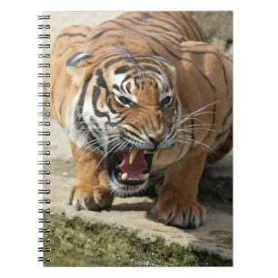 Cuaderno Tiger_2015_0156