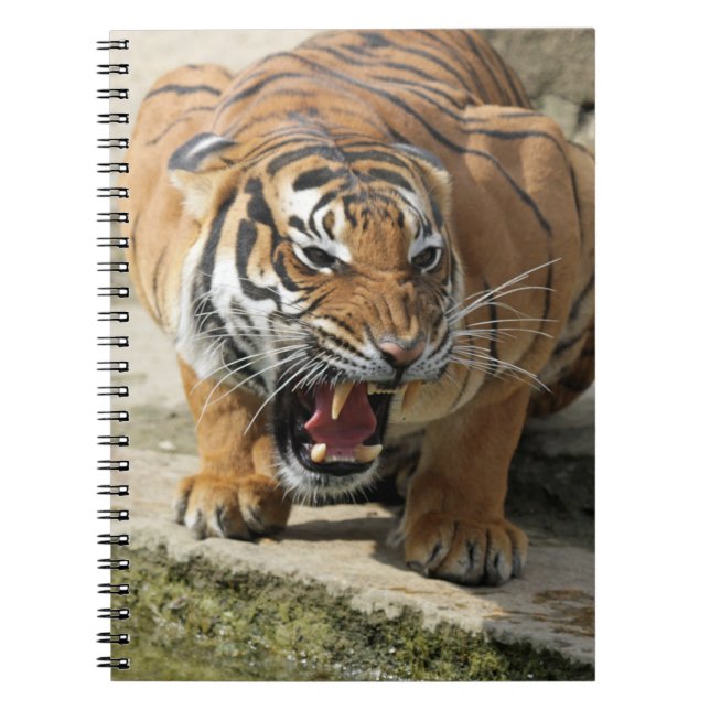 Cuaderno Tiger_2015_0156 (Frente)