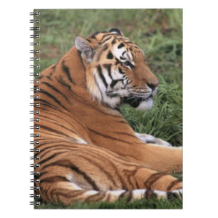 Cuaderno TIger Lounging en el bloc de notas de hierba