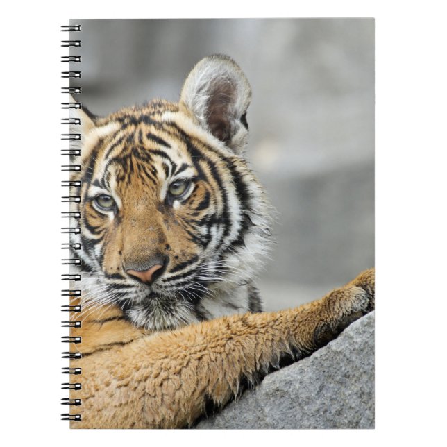 Cuaderno Tigre017 (Frente)