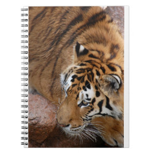 Cuaderno Tigre de Bengala
