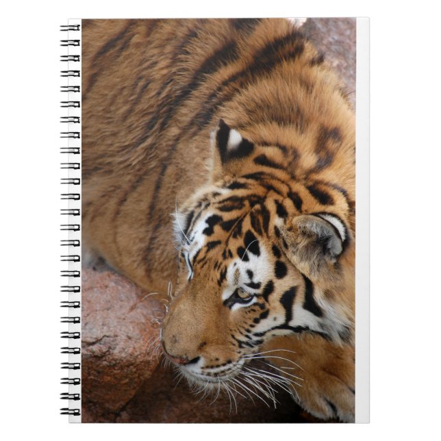 Cuaderno Tigre de Bengala (Frente)