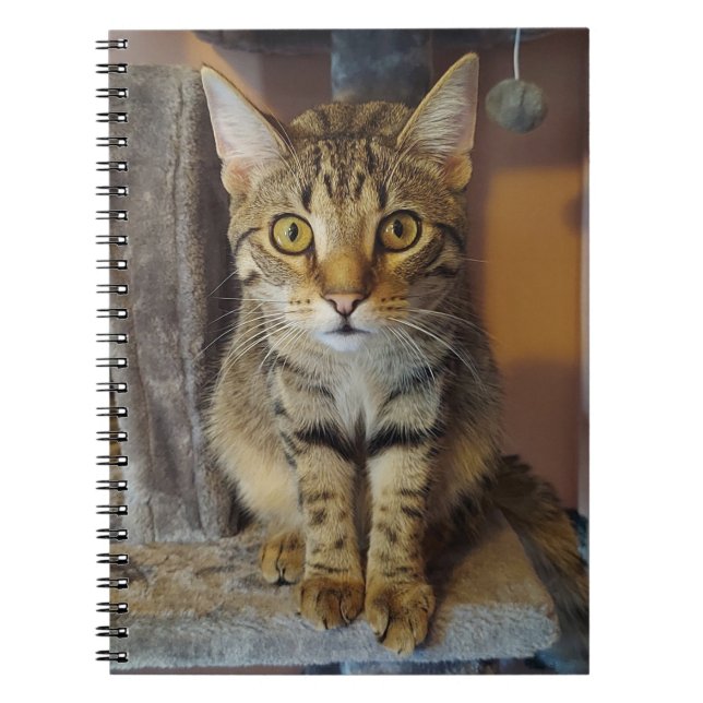 Cuaderno Tigre de casa (Frente)