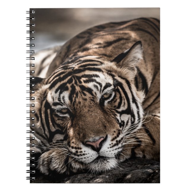 Cuaderno Tigre de Ranthambore: arte de primera mano. (Frente)