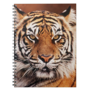 Cuaderno Tigre de Sumatra