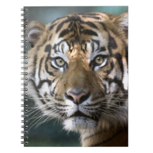 Cuaderno Tigre de Sumatra macho (Panthera tigris sumatrae)