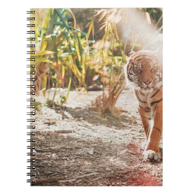 CUADERNO TIGRE MARRÓN EN GESTO DE CAMINO (Frente)