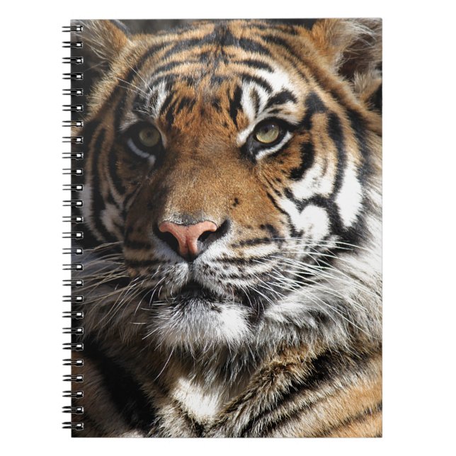 Cuaderno Tigre salvaje (Frente)