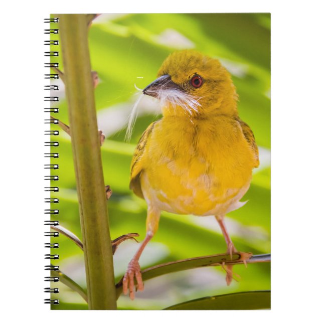 Cuaderno Time to build the nest (Frente)