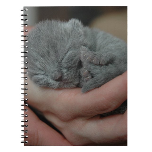 Cuaderno Tiny Baby Blue Kitten (Frente)