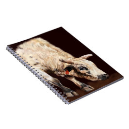 Cuaderno Toro de rodeo blanco
