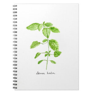 Cuaderno Toronjil hierba acuarela jardín