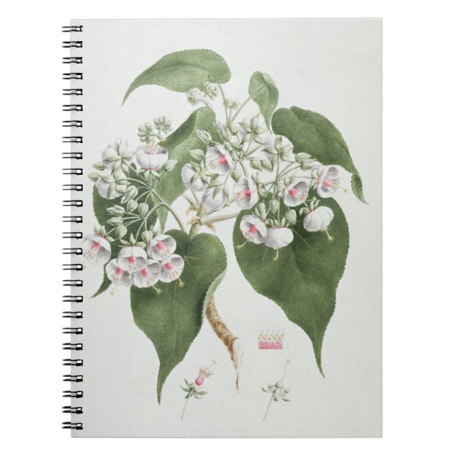 Cuaderno Torrida de Walkuffa No.5 Dombeya (w/c sobre el (Frente)
