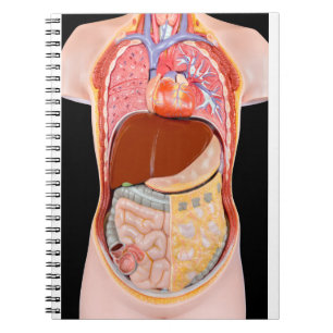 Cuaderno Torso humano modelo con los órganos en fondo negr