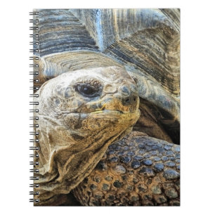 CUADERNO TORTOISE