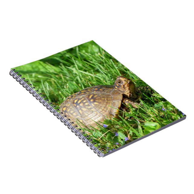 Cuaderno Tortuga de caja (Lado Derecho)